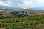Vinice u Melniku